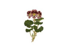 Elegance in Embroidery: Pelargonium Auguste Miellez