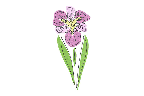 Elegant Pink Iris: A Delicate Addition for Seasonal Collections