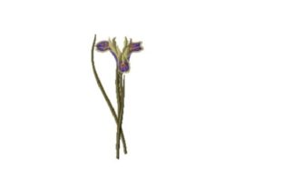 Iris Tuberosa: A Delicate Touch for Your Embroidery